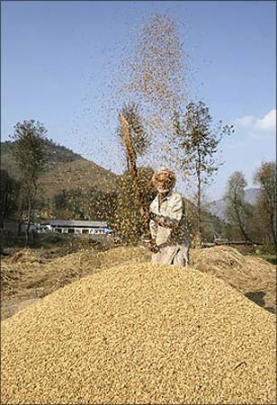 A farmer works in a field, sifting the wheat from the chaff.