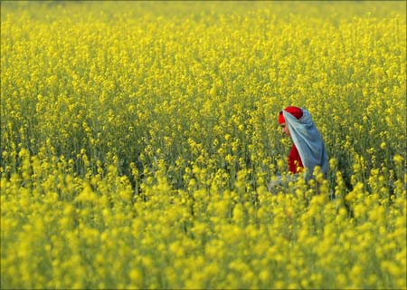 Agriculture: Woman walks in a mustard field in a village near Jhajjar in Haryana.