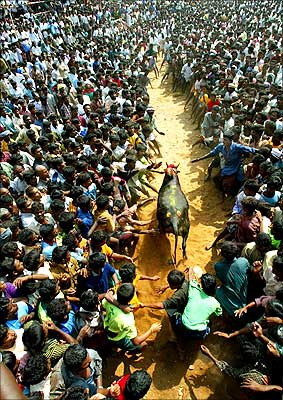 In this test of strength a bull runs through crowded arena during the Pongal festival near the city of Madurai. The object is to wrest a bounty, which is held in a cloth bag tied between the horns of the bulls.