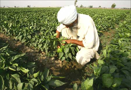 Farmer Mahindra Singh, 60, works in a capsicum field at Rambha village of Karnal district in the northern state of Haryana.