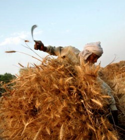 A farmer at work