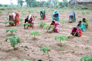 Rural women working in fields