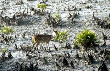 A deer walks on the mangroves of the Sunderbans tiger reserve.