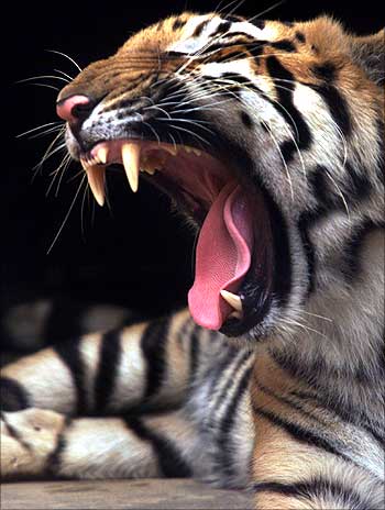 A Royal Bengal Tiger yawns.
