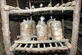 Mushroom cultivation.