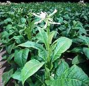 A tobacco plant