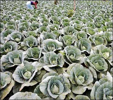 A cabbage farm.