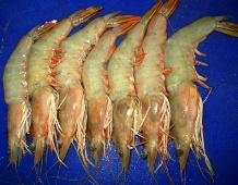 Shrimps