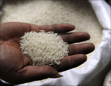 A worker displays a handful of GM rice.