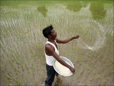 A farmer casts pesticides on his rice paddy field in Ahmedabad.