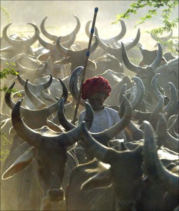 A farmer shepherding his cows near Kanpur in Uttar Pradesh.