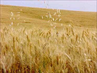 A wheat field.