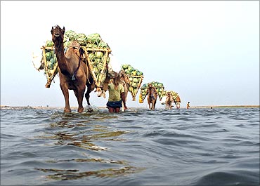 Farmers use camels to transport their watermelons across the river Ganges.