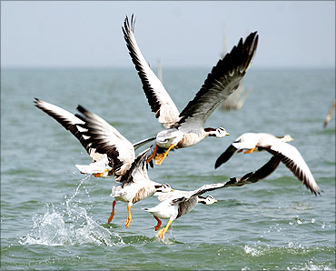 Migratory birds take off from Chilka Lake, 110 km (70 miles) from Bhubaneswar.
