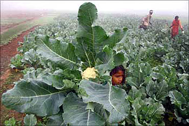 A farmer and his family work at their cauliflower field near Chandigarh.