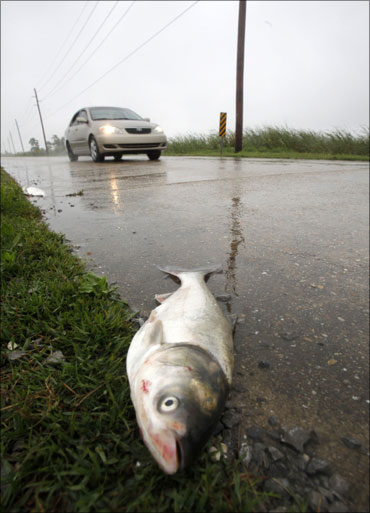 A dead fish is seen on the side of a road in Venice, Louisiana.