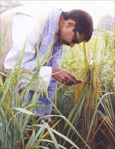 Prakash Singh at his field.