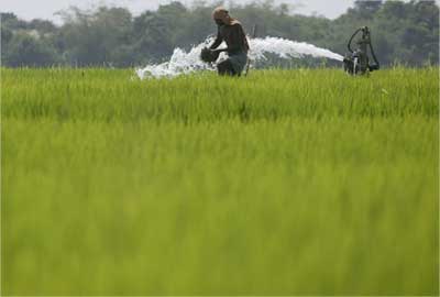 A farmer works in a paddy field in Dhinkia village.