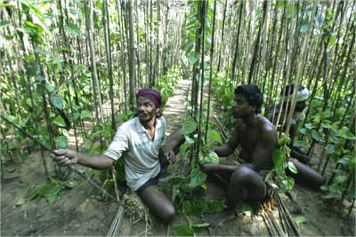 Farmers work in a betel leaf farm.