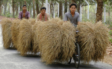 Farmers carry bundles of straw in Agartala.