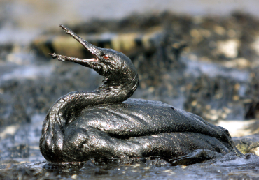 Oil spills include release of crude oil from tankers.