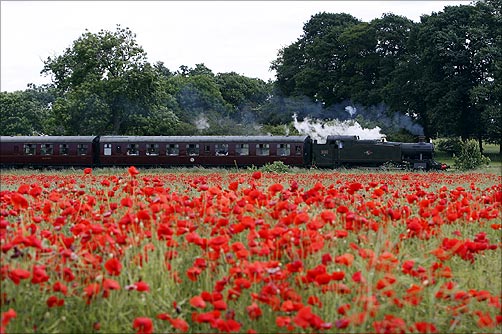 A steam train passes a poppy field on the outskirts of Loughborough.