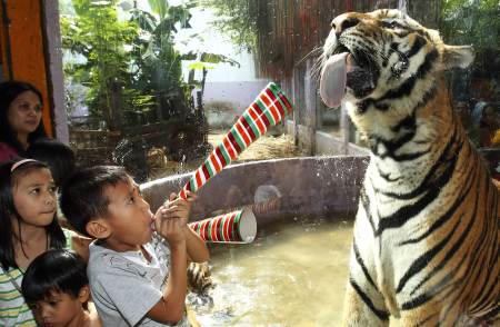 A child plays with a caged tiger in a Manila zoo, Philippines.