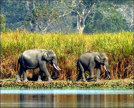 Elephants in Assam.