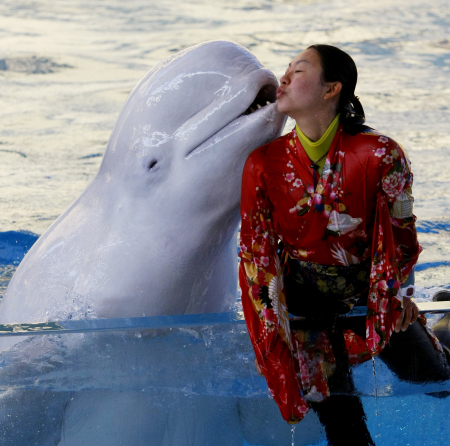 A white whale kisses a Kimono-clad trainer in Yokohama.