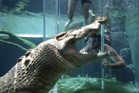 A tourist dives in a cage partially immersed in a crocodile pen in Crocosaurus Cove in Darwin.