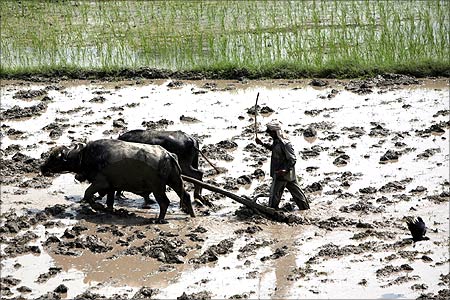 A farmer ploughs his paddy field.