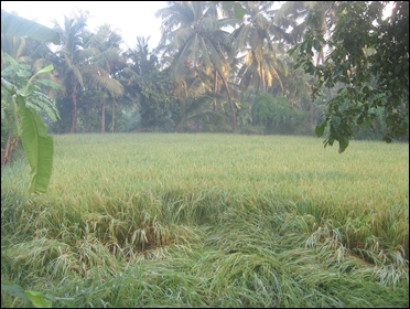 Climate change to hit paddy yield.