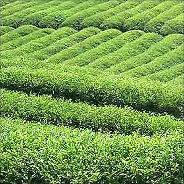 Tea garden in Assam.