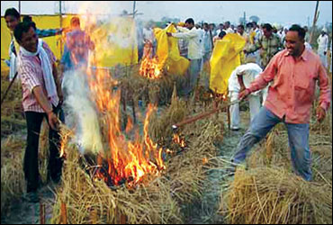Bharatiya Kisan Union workers set fire to fields of transgenic rice in Rampura village.