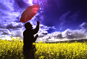 A man shelters under an umbrella in a field of oilseed.