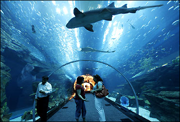 Aquarium at Dubai Mall.