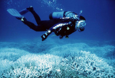 A diver explores the sea in Mauritius.