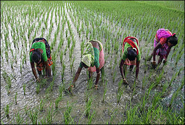 Women work in a rice field.