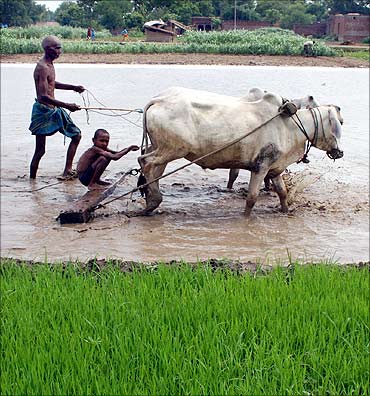 A farmer and his grandson plough a rice field in Gopalsarai village.