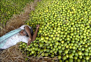 A labourer takes rest besides sweet lime at a wholesale market in Hyderabad.