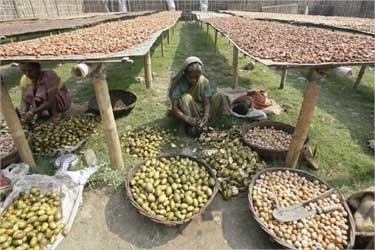 Labourers cut betel nuts at a cottage industry in Choto Shalkumar village, about 160 km (99 miles) north of Siliguri.