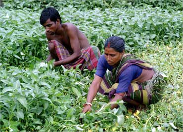 A couple work in a vegetable field in Bantala, West Bengal.