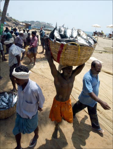 An Indian fisherman carries a basket containing fish in Kovalam Beach.