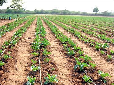 Drip irrigation in an onion field.