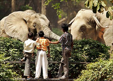 Children admire an African (L) and Indian elephant at New Delhi's zoo.