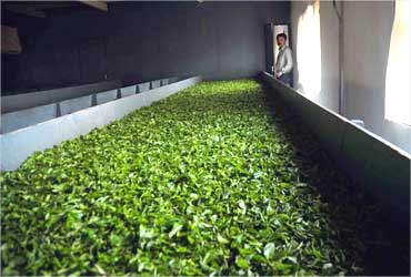 The prime 'first flush' Darjeeling tea is withered at a factory.