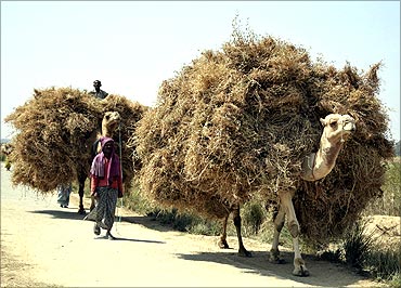 Farmers transport wheat crop on camels at Pipalgaon village on the outskirts of Allahabad.