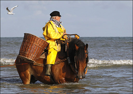 Belgian shrimp fisherman Maurius rides a carthorse to haul a net out of the sea after catching shrimp in Oostduinkerke.