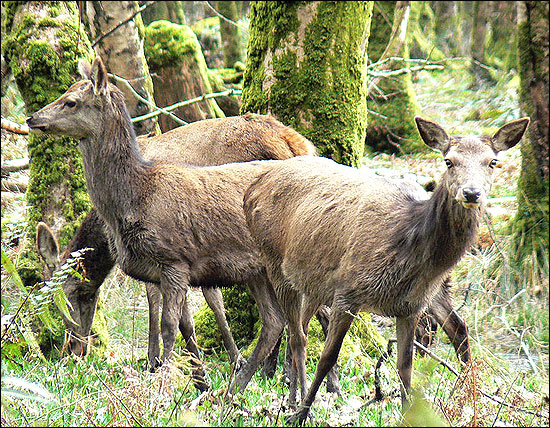 The red deer, Ireland's largest wild mammal in Killarney National Park.