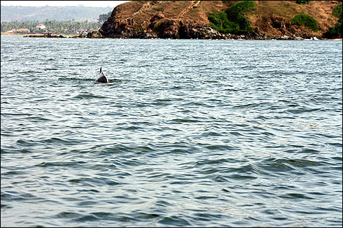 Dolphins can be located at around 1-2 km from the Baga beach.
